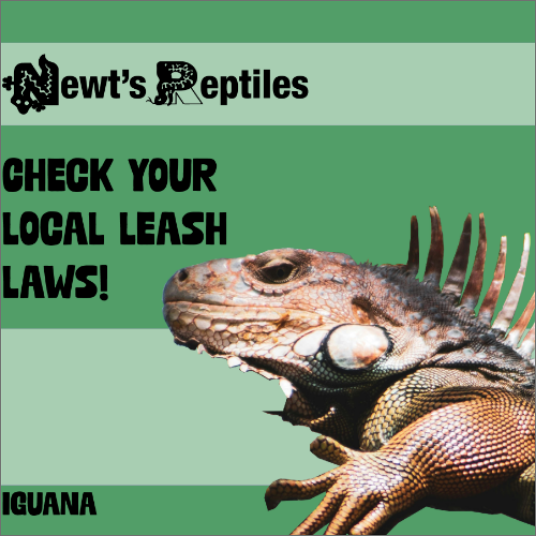 ad of iguana